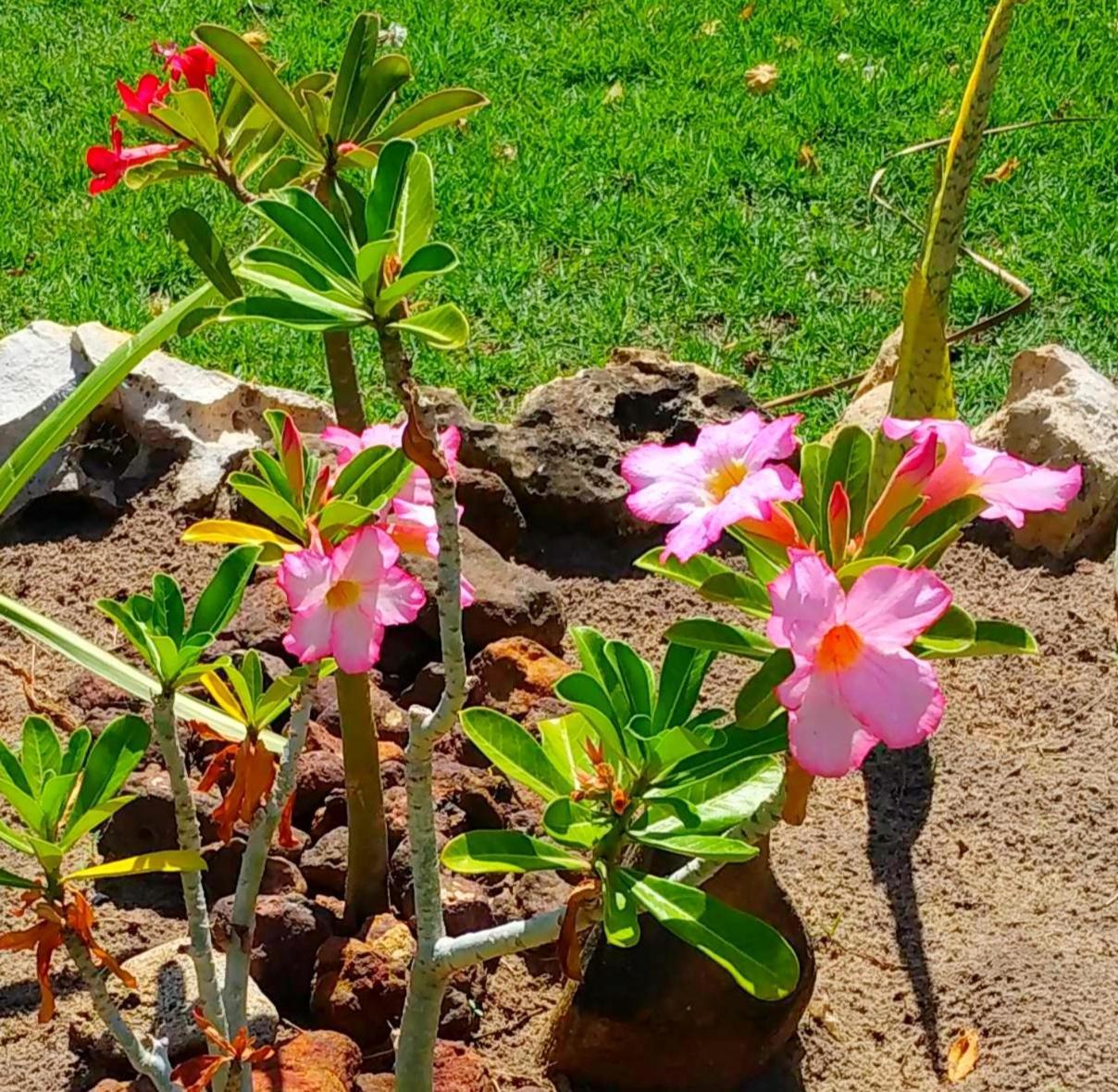 מלון סאו מיגל דה גוסטוסו Pousada Area Talisma מראה חיצוני תמונה